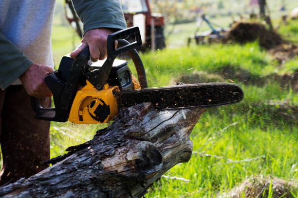 How Our Tree Care Process Works  in  Montrose, MI